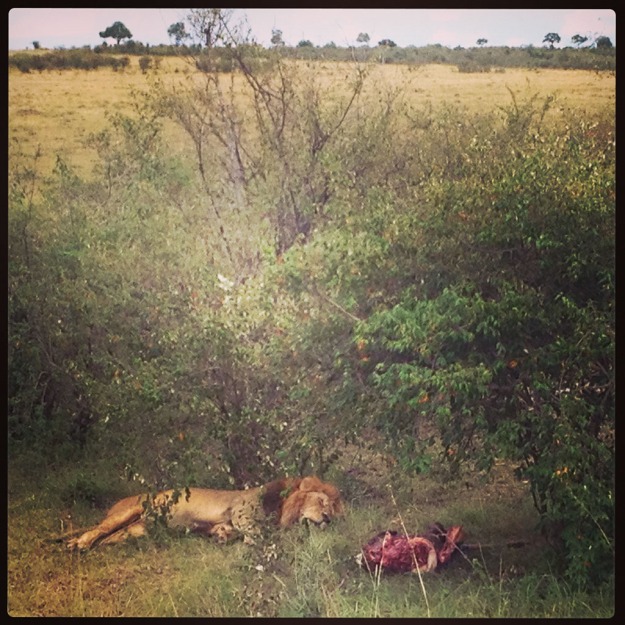 A Lion With its kill, sleeping off its meal, in the Masai Mara